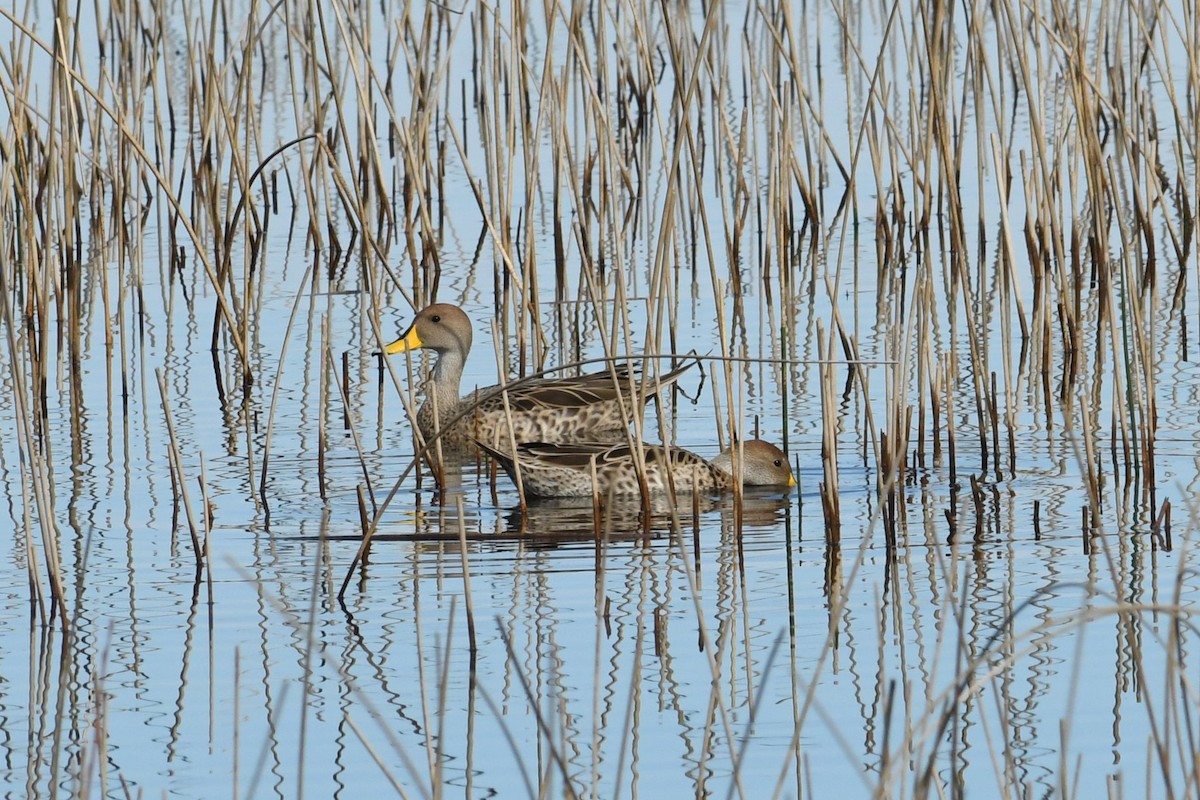 Yellow-billed Pintail - ML623930424