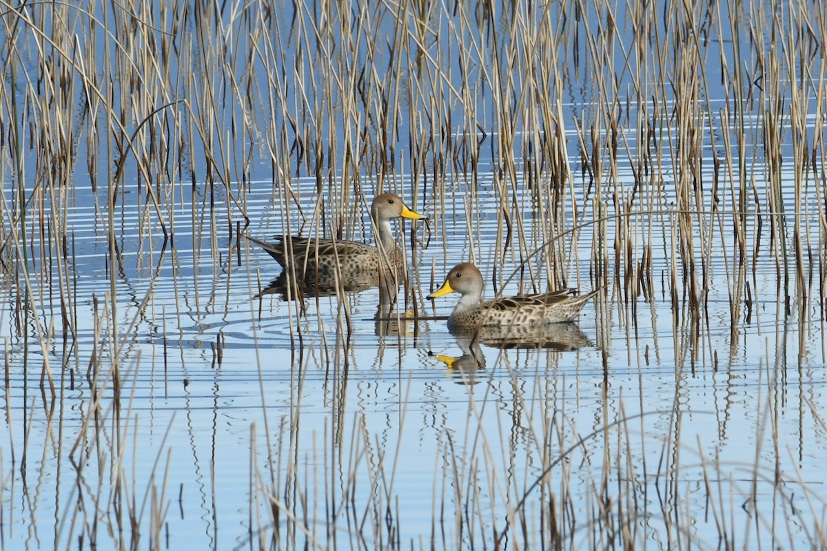 Yellow-billed Pintail - ML623930425