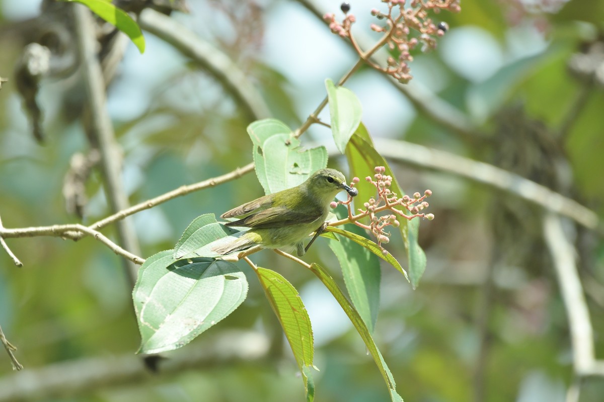 Tennessee Warbler - ML623930426