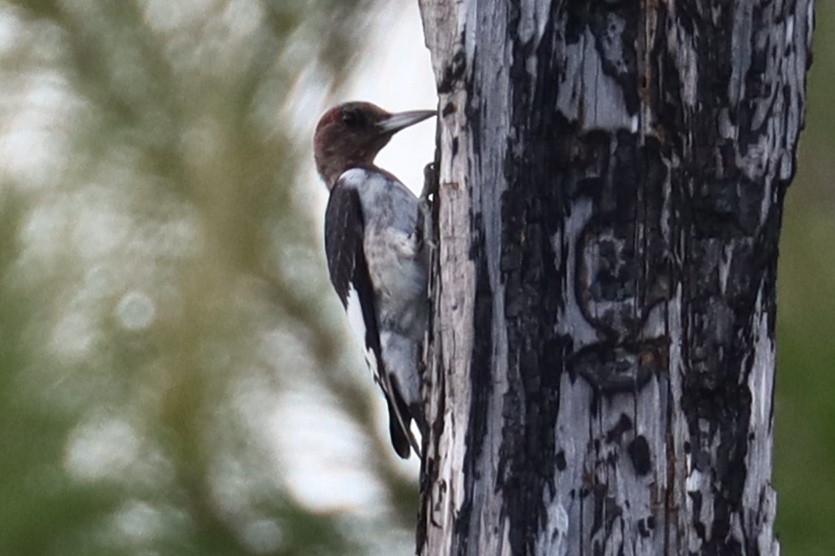 Red-headed Woodpecker - ML623930432