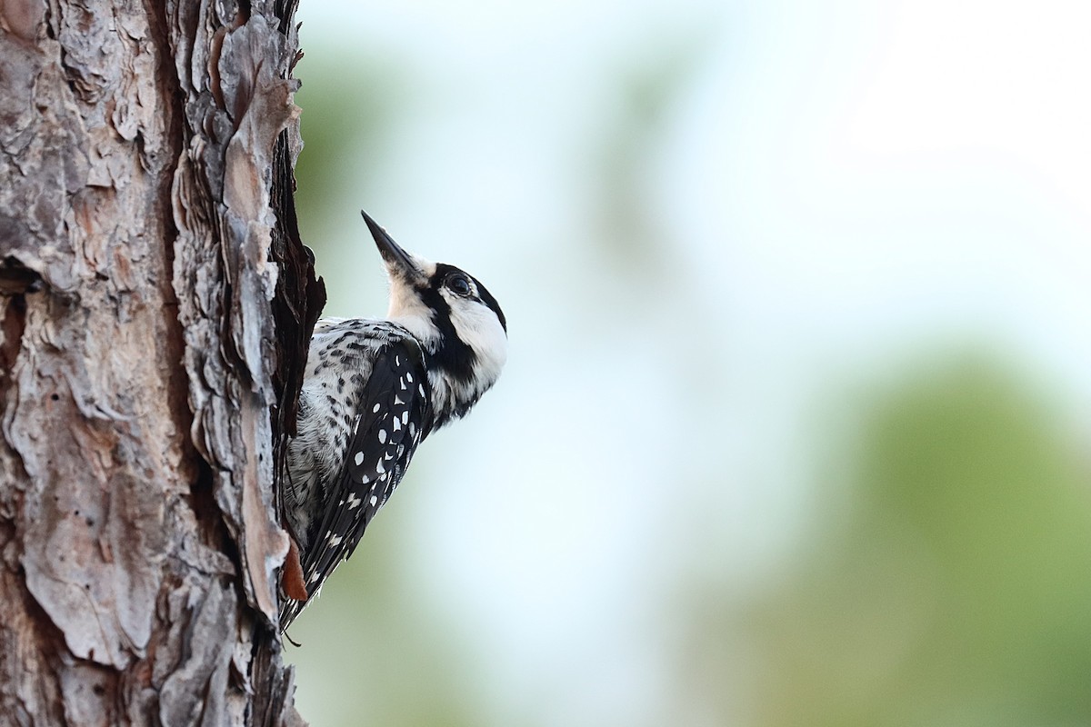 Red-cockaded Woodpecker - ML623930446