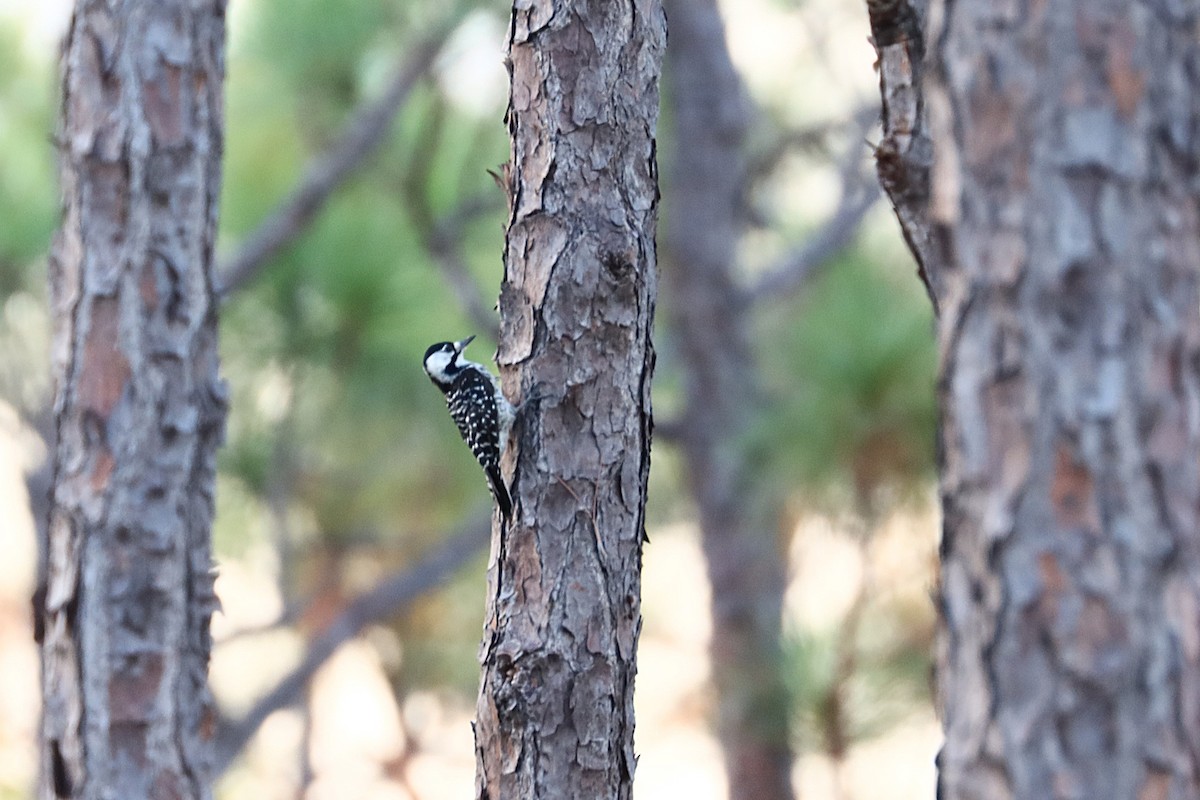 Red-cockaded Woodpecker - ML623930447