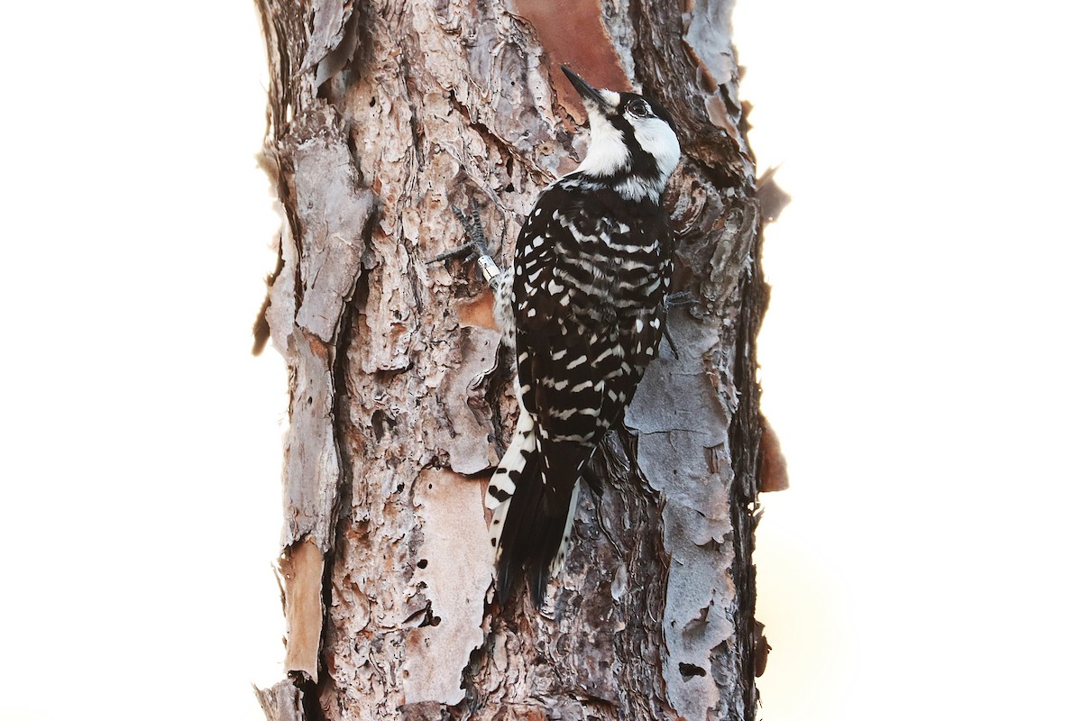 Red-cockaded Woodpecker - Robert Stewart