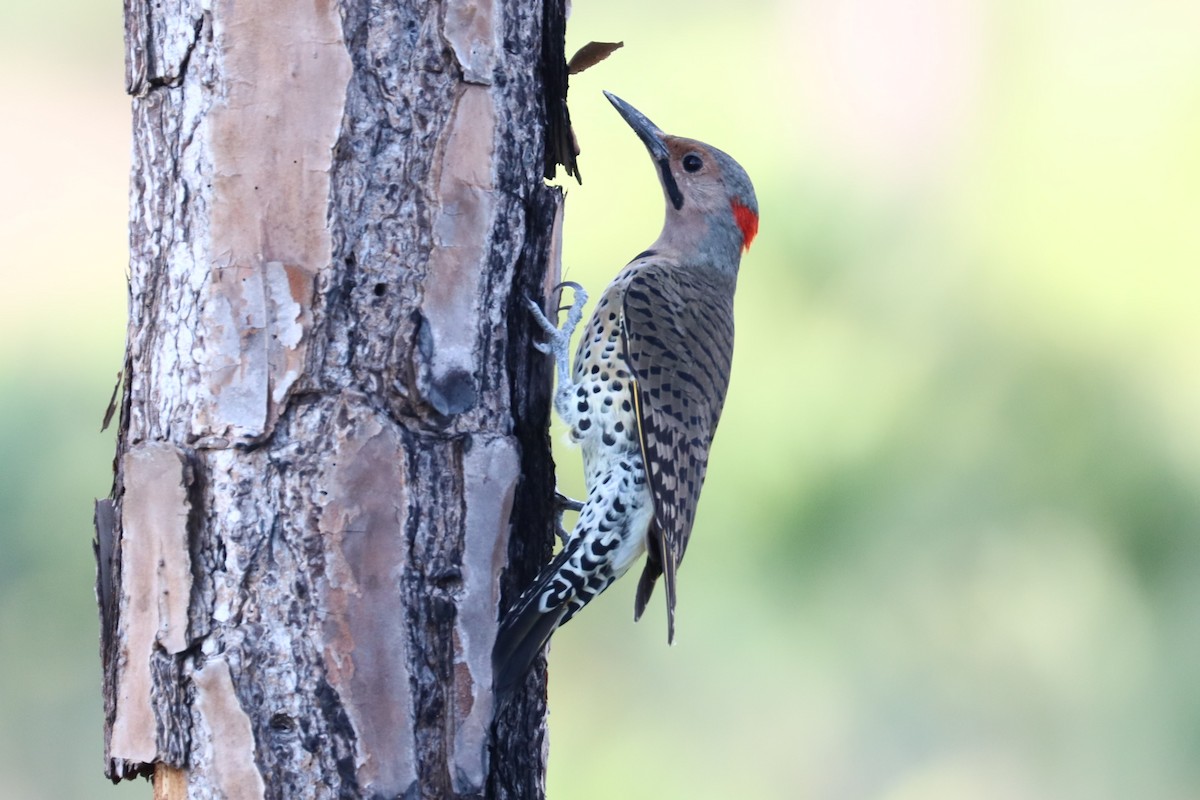 Northern Flicker - ML623930464