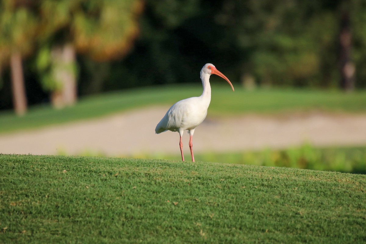 White Ibis - Kelly Krechmer