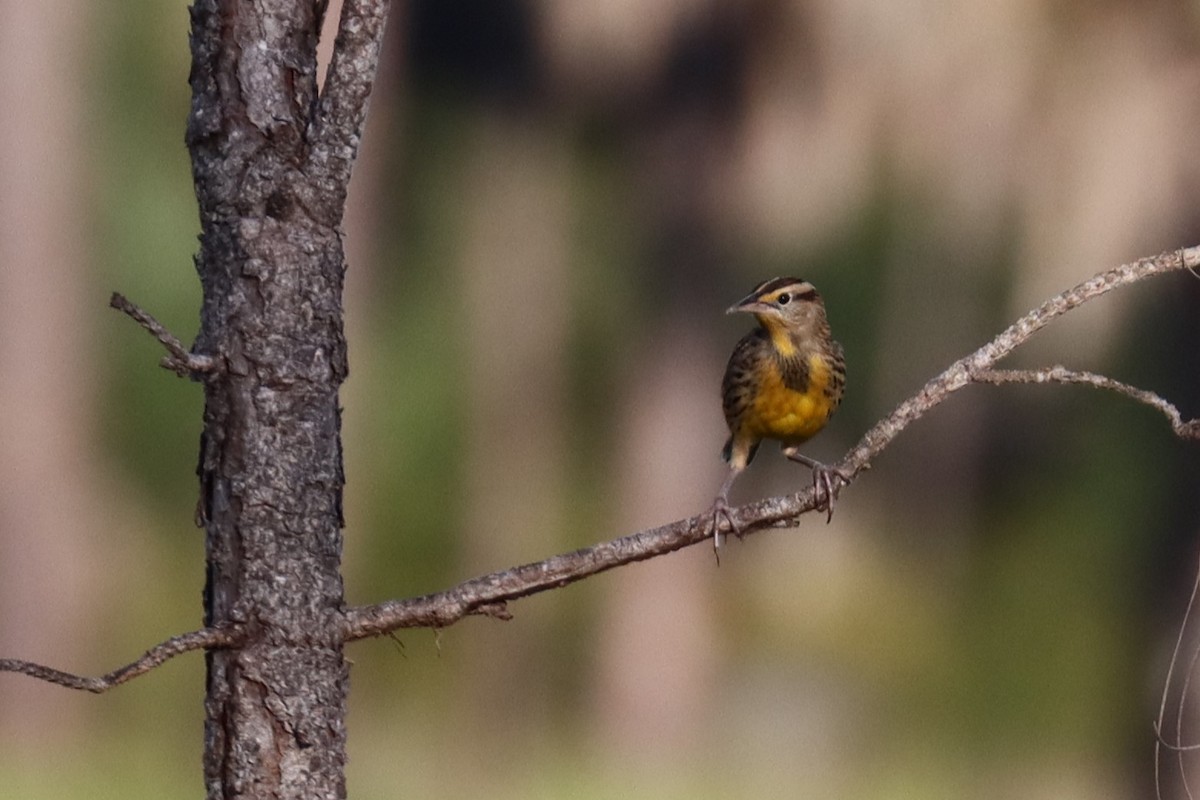 Eastern Meadowlark - ML623930476