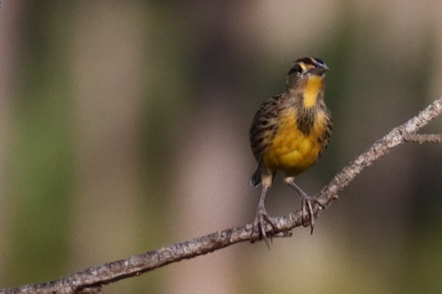 Eastern Meadowlark - ML623930477