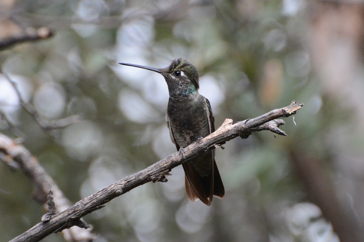 Rivoli's Hummingbird - ML623930479