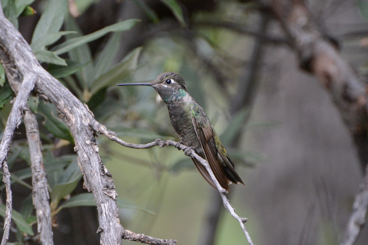 Rivoli's Hummingbird - ML623930480