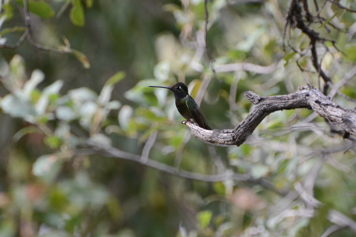 Rivoli's Hummingbird - ML623930482