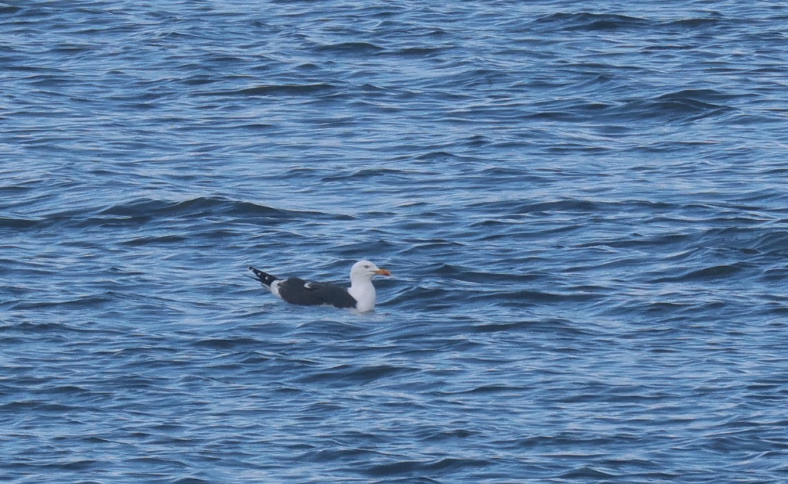 Gaviota Sombría - ML623930529