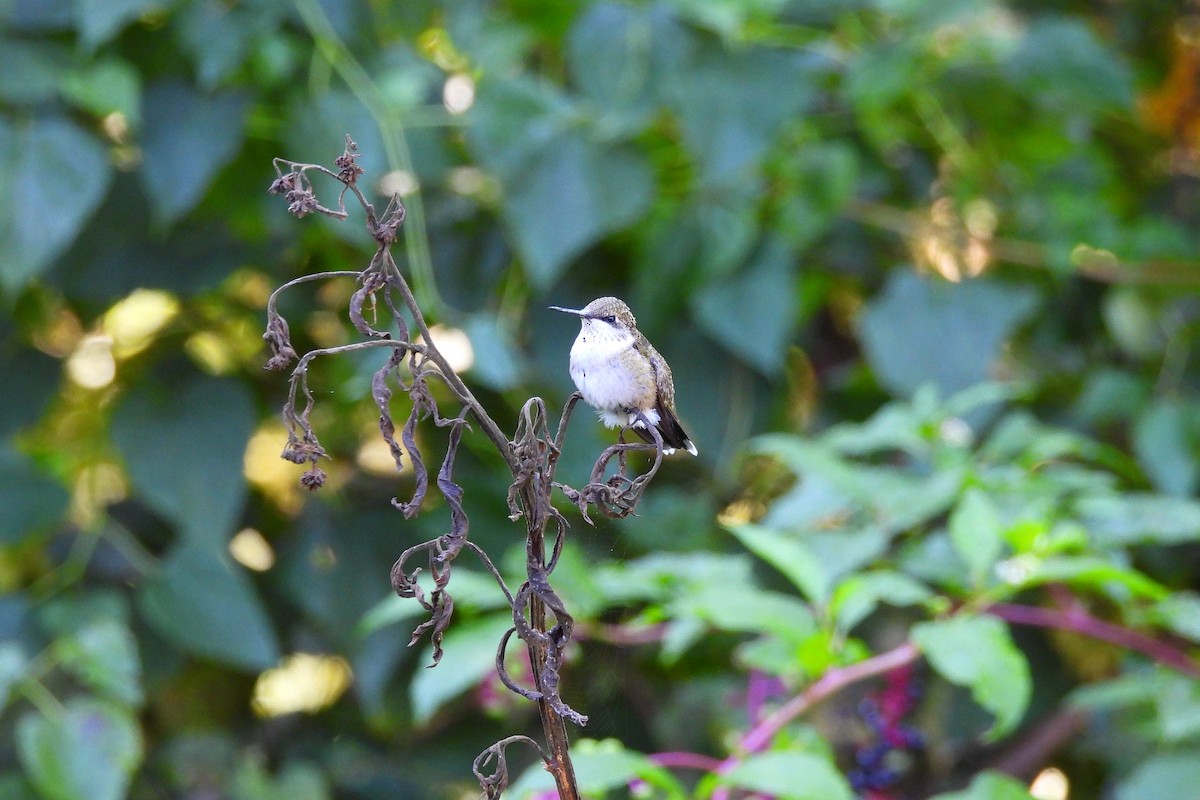 Ruby-throated Hummingbird - ML623930530