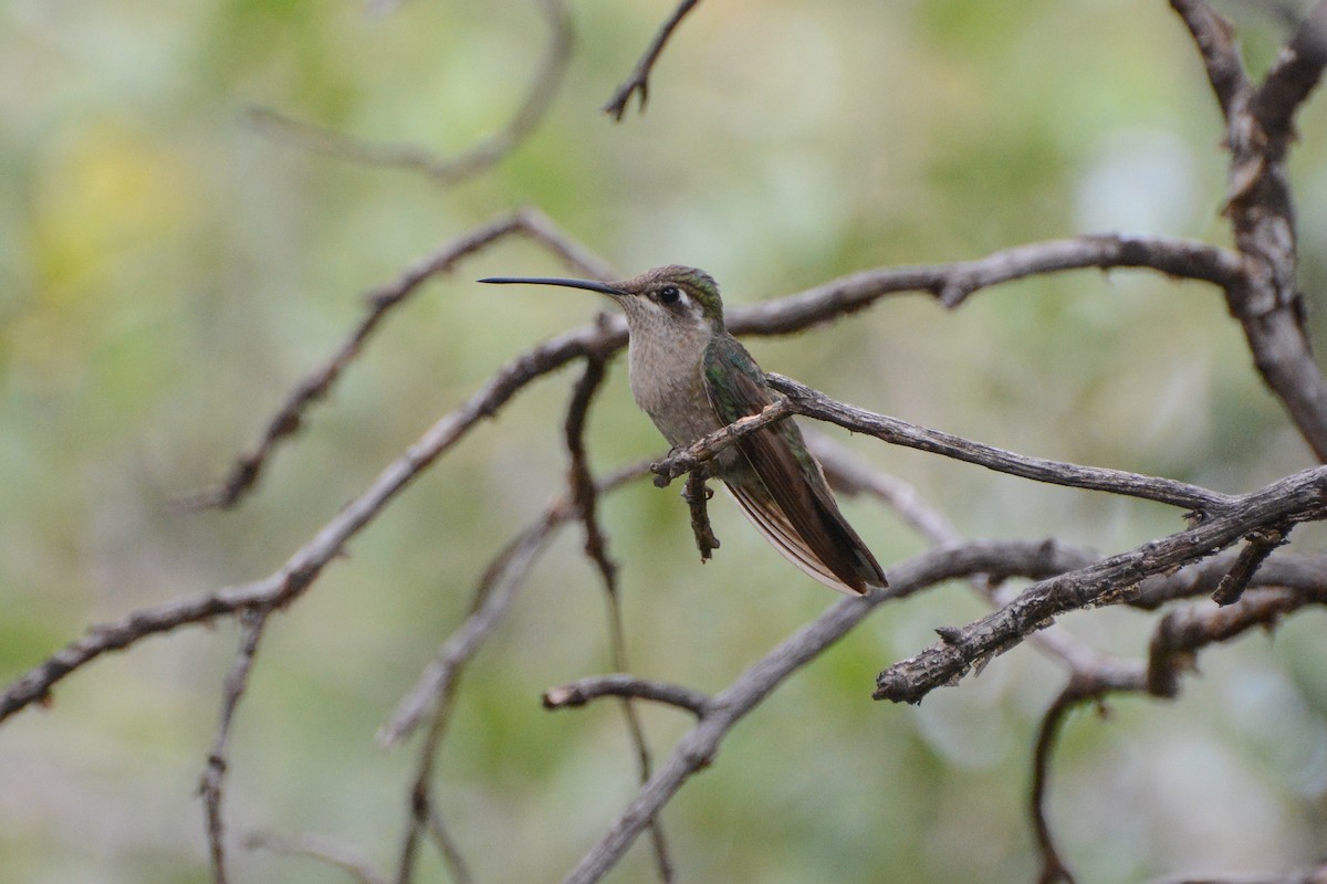 Violettkron-Brillantkolibri - ML623930531