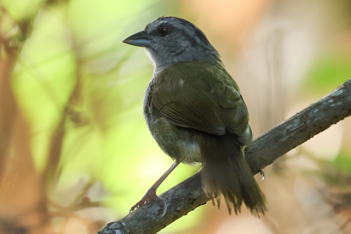 Green-backed Sparrow - ML623930533