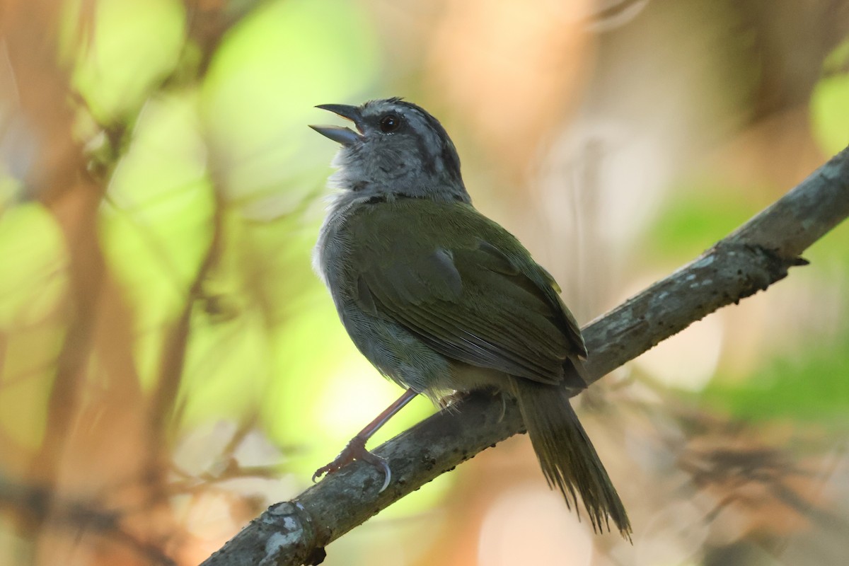 Green-backed Sparrow - ML623930534