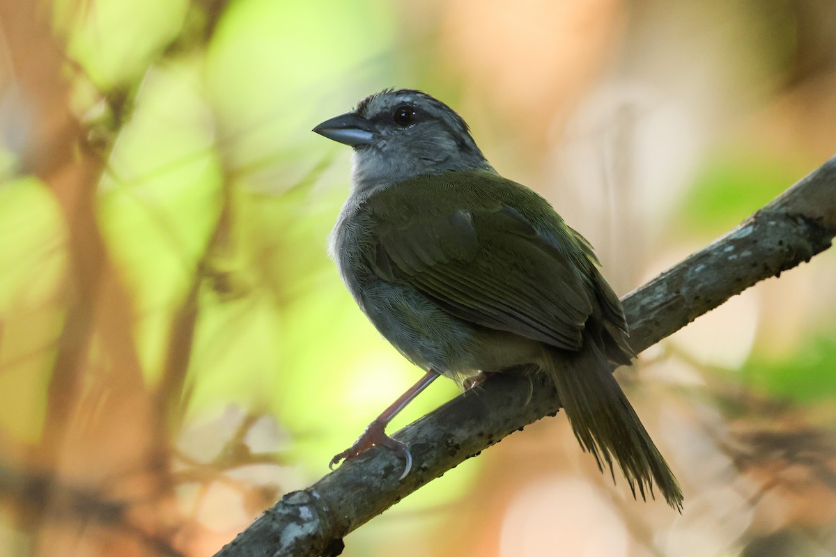 Green-backed Sparrow - ML623930535