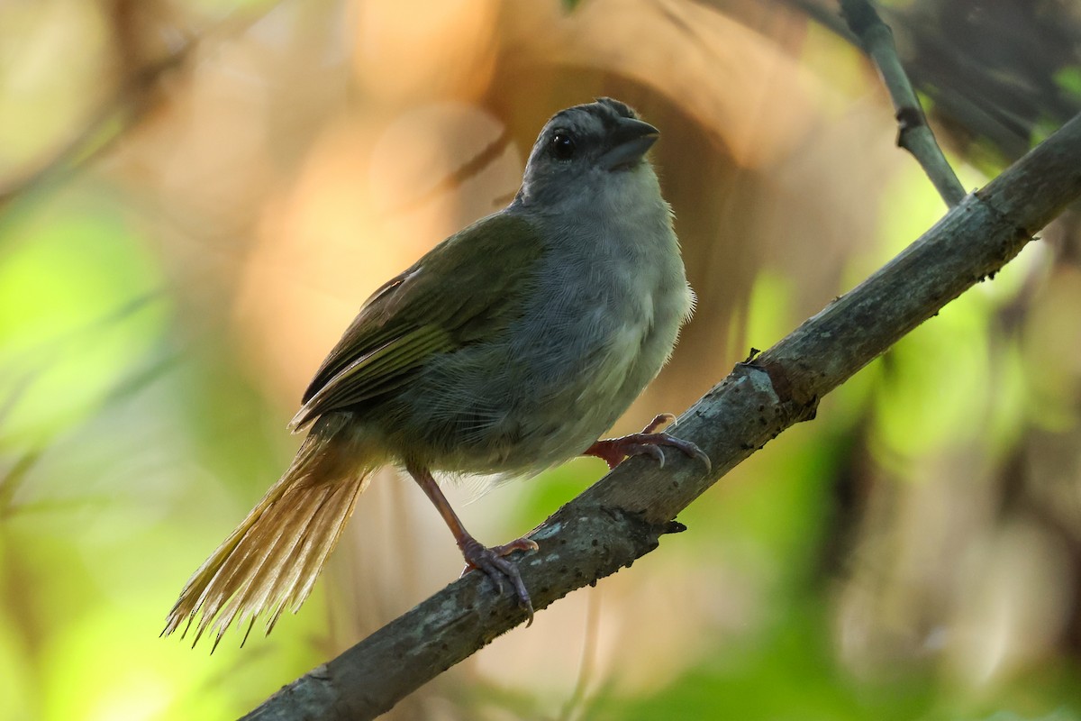 Green-backed Sparrow - ML623930536