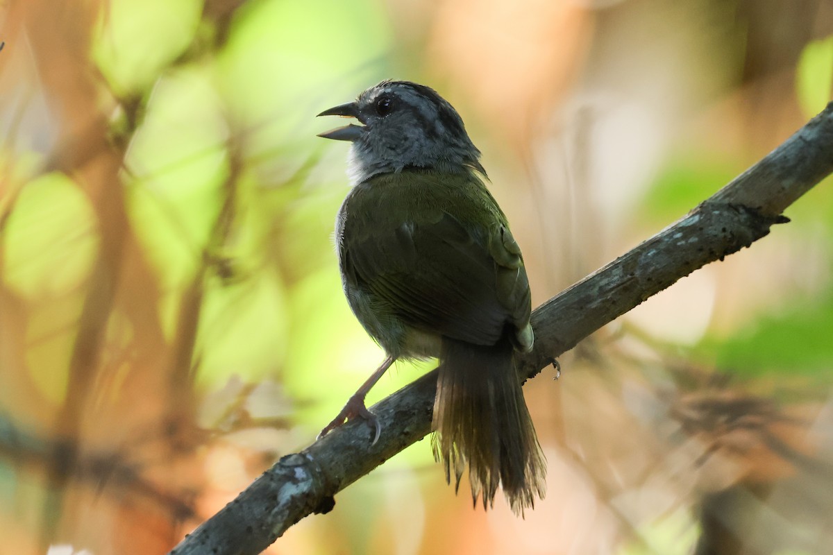 Green-backed Sparrow - ML623930537