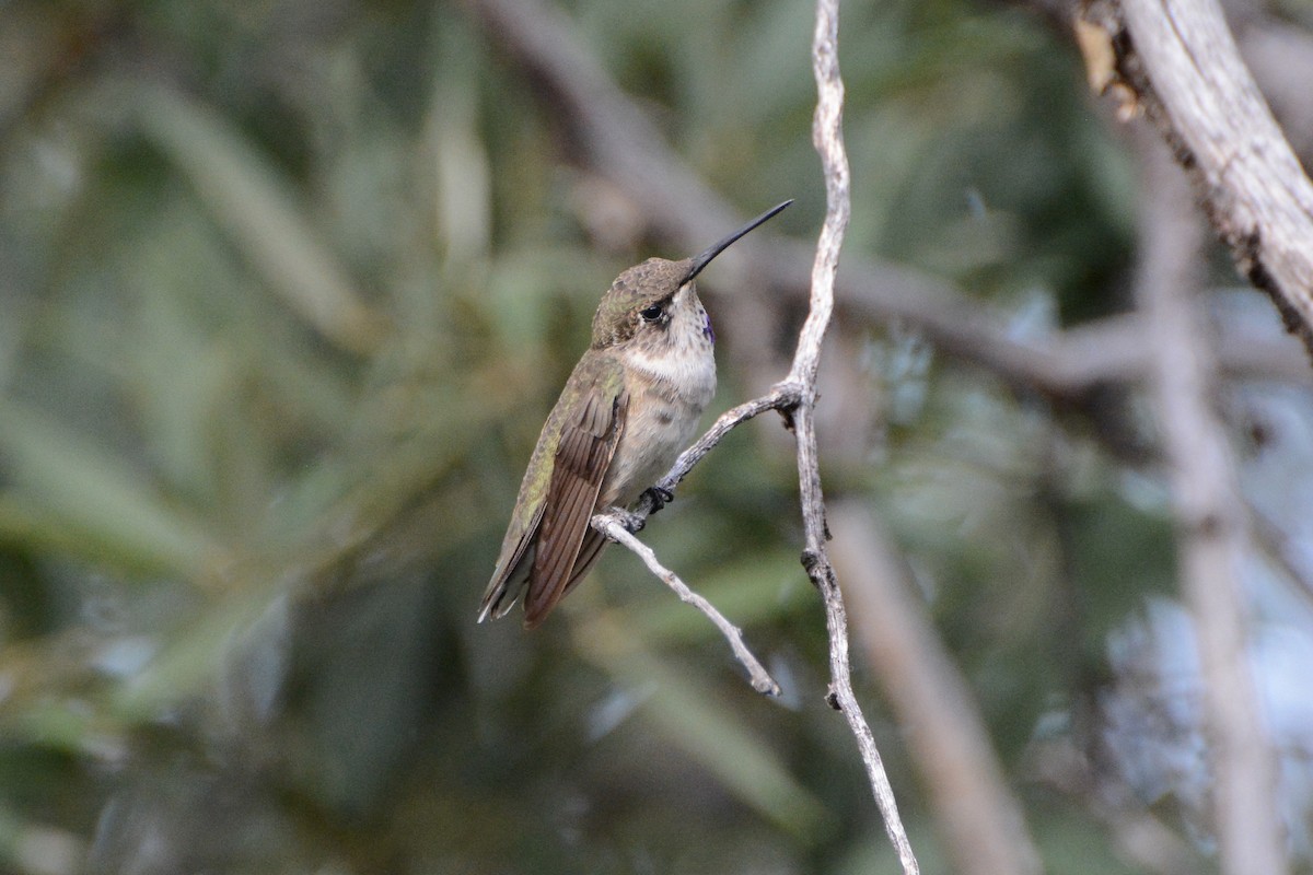 Black-chinned Hummingbird - ML623930554