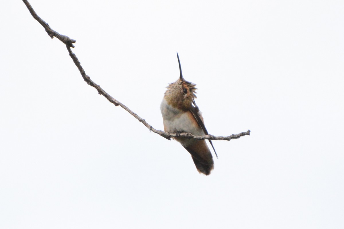 Rufous Hummingbird - ML623930559