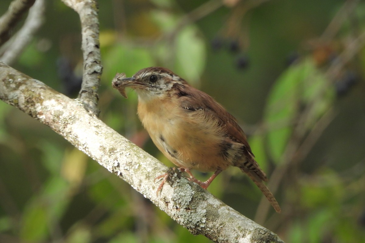 Carolina Wren - ML623930569