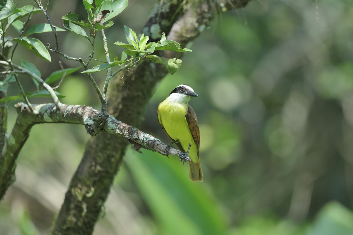 Great Kiskadee - ML623930570