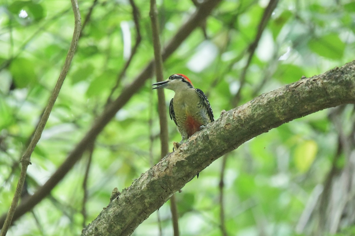 Black-cheeked Woodpecker - ML623930581