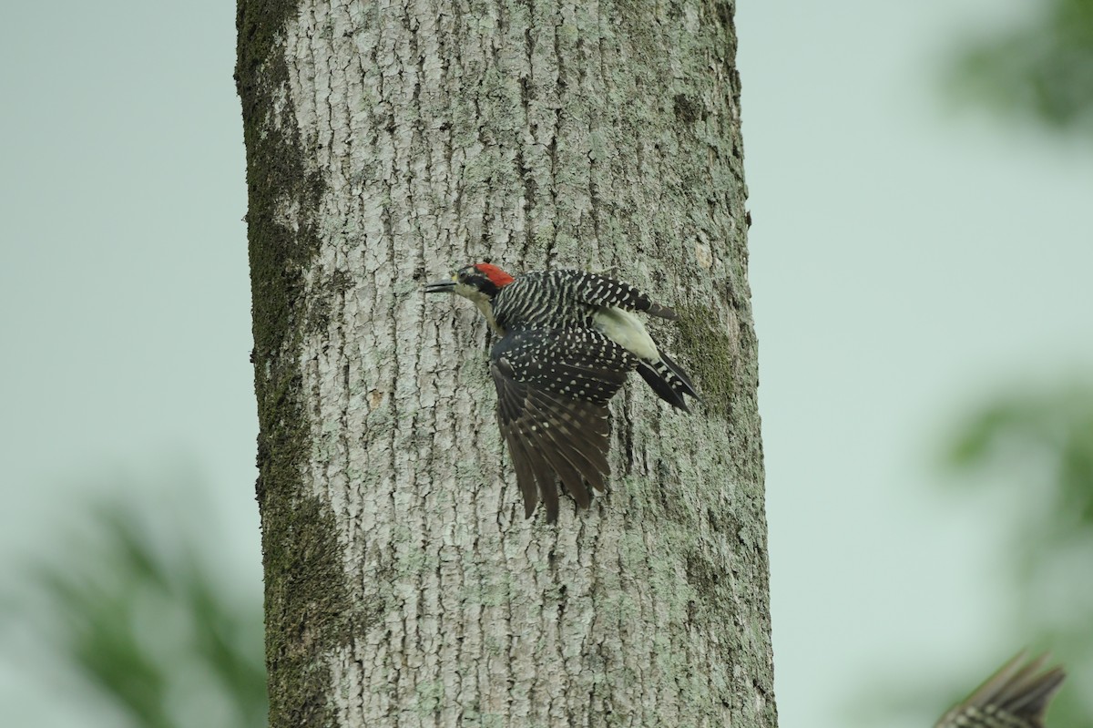 Black-cheeked Woodpecker - ML623930582