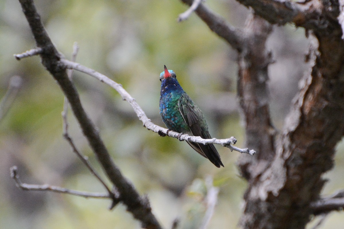 Broad-billed Hummingbird - ML623930584