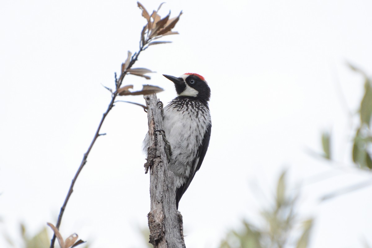 Acorn Woodpecker - ML623930596