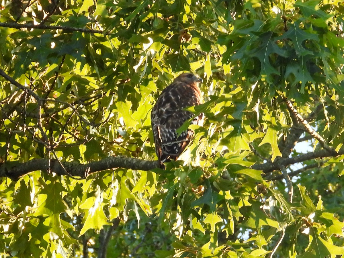 Red-shouldered Hawk - ML623930616