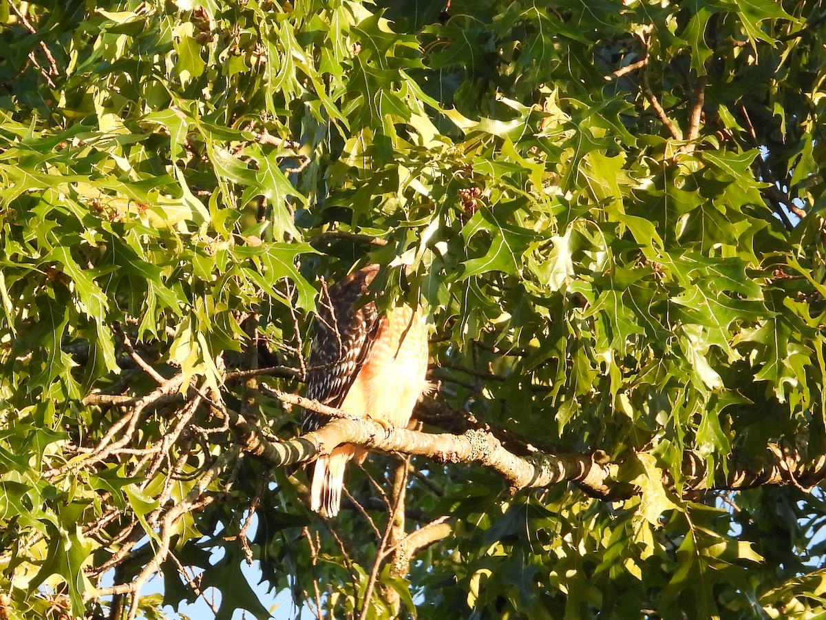 Red-shouldered Hawk - ML623930619