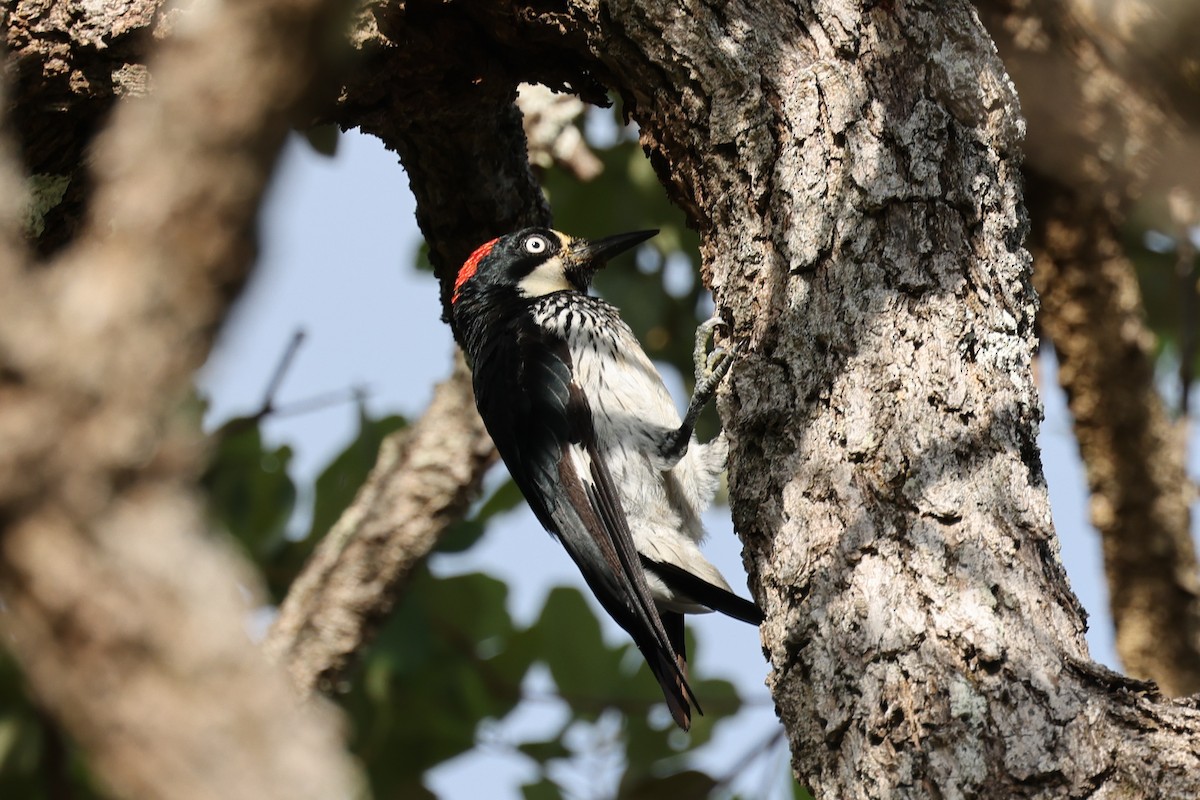 Acorn Woodpecker - Ian Thompson