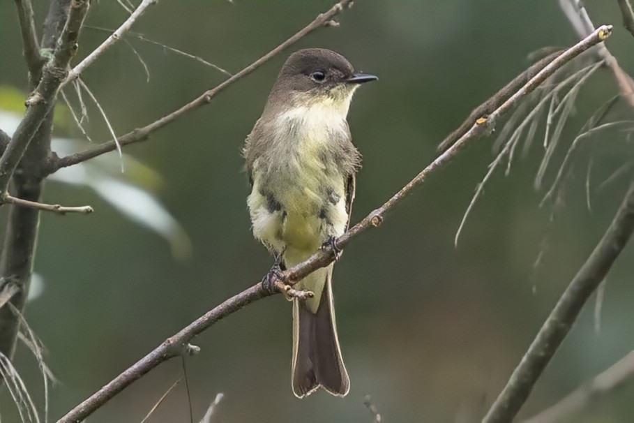 Eastern Phoebe - ML623930631