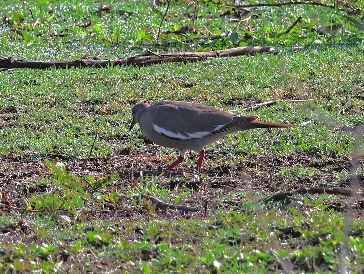 White-winged Dove - ML623930649