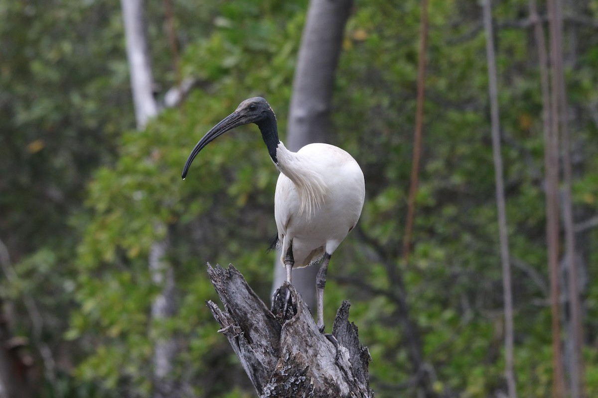 Australian Ibis - ML623930650