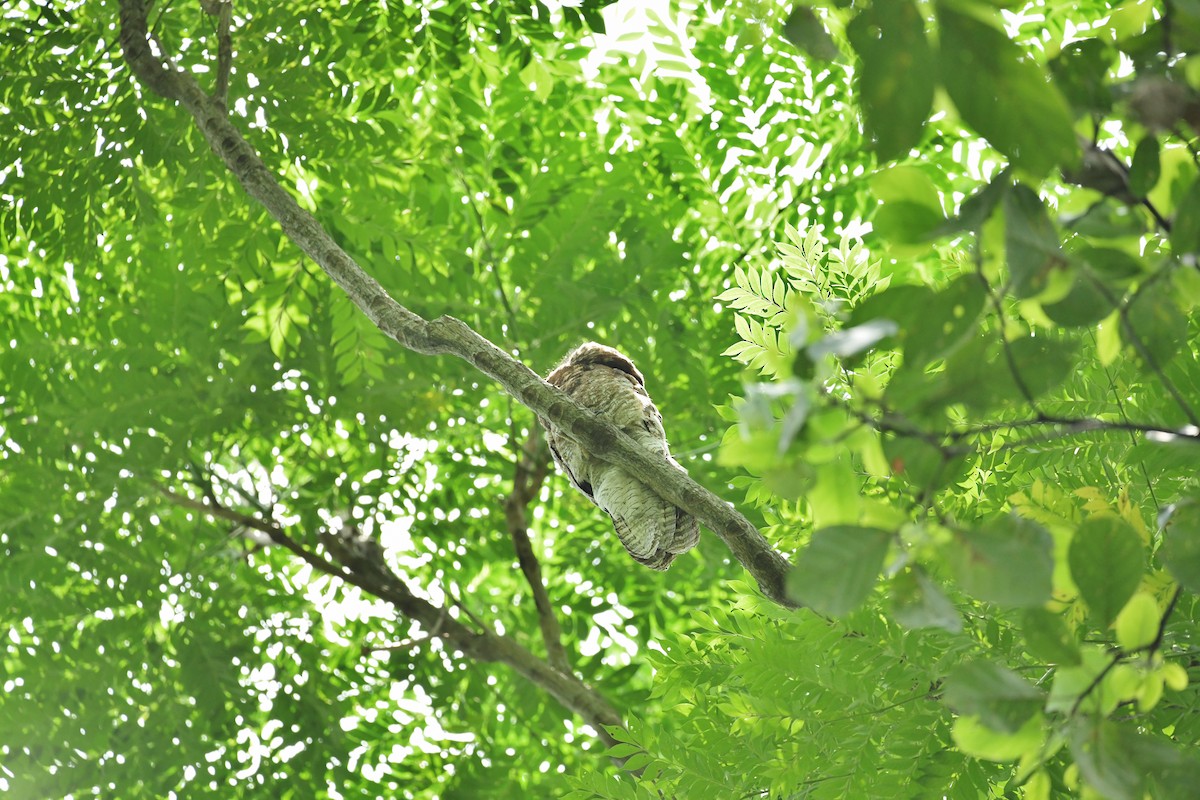 Great Potoo - Héctor Moncada