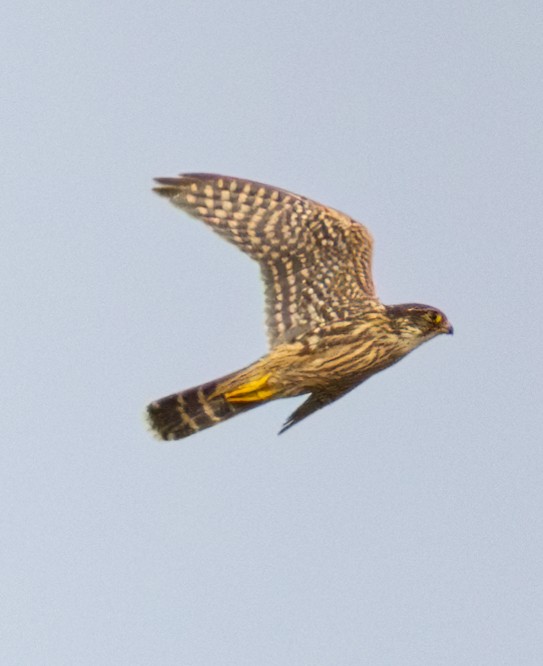 Faucon émerillon (columbarius) - ML623930701