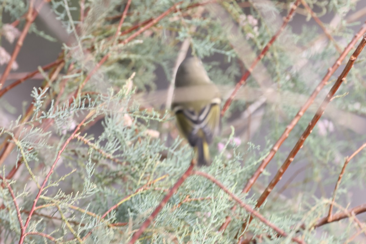 Ruby-crowned Kinglet - ML623930707