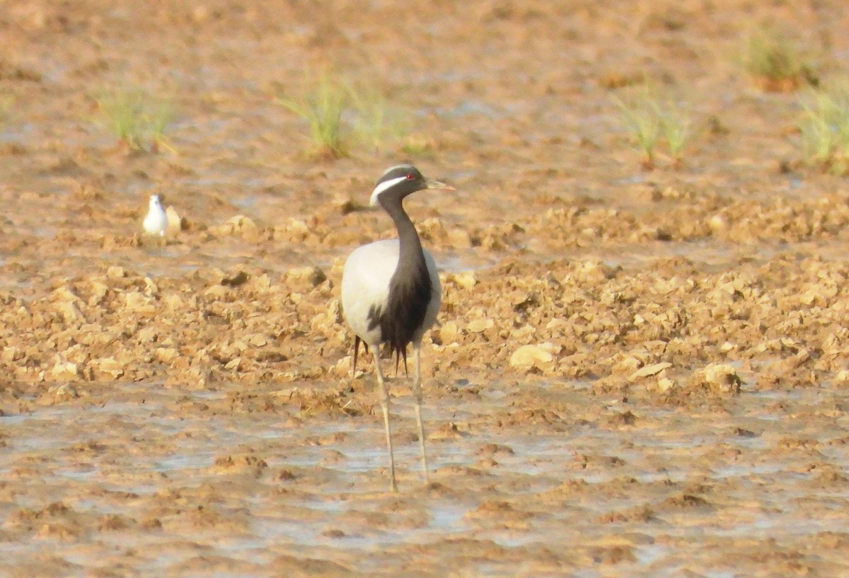 Demoiselle Crane - Vivek Sharma