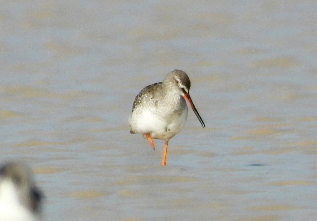 Spotted Redshank - ML623930726