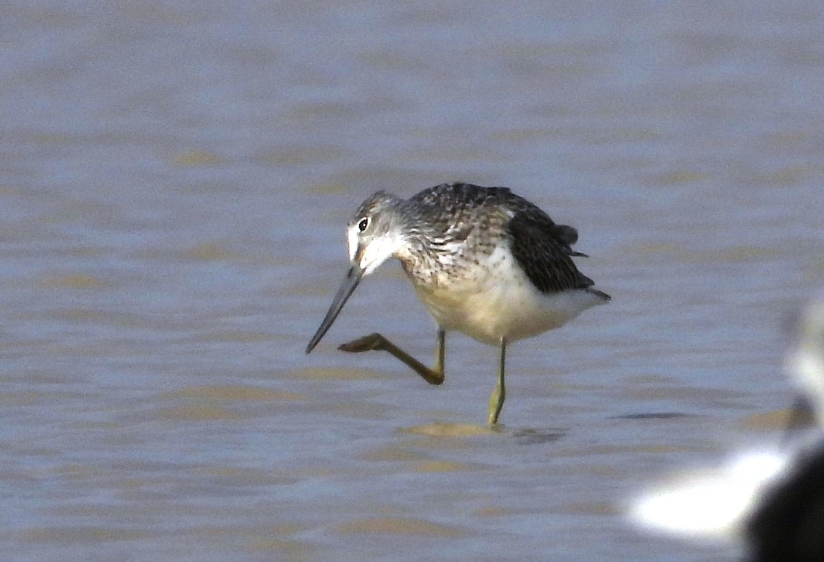 Common Greenshank - ML623930745