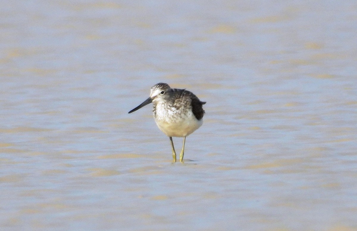 Common Greenshank - ML623930748