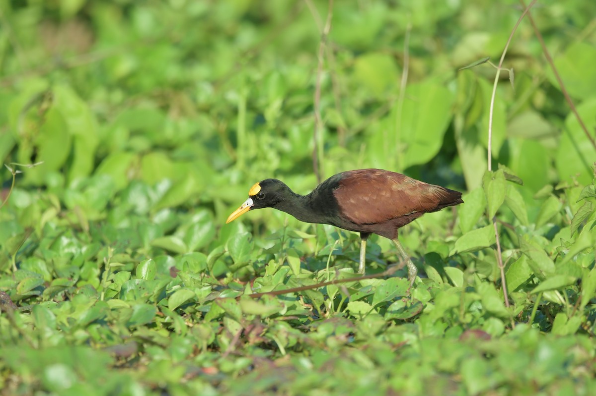 Northern Jacana - ML623930782