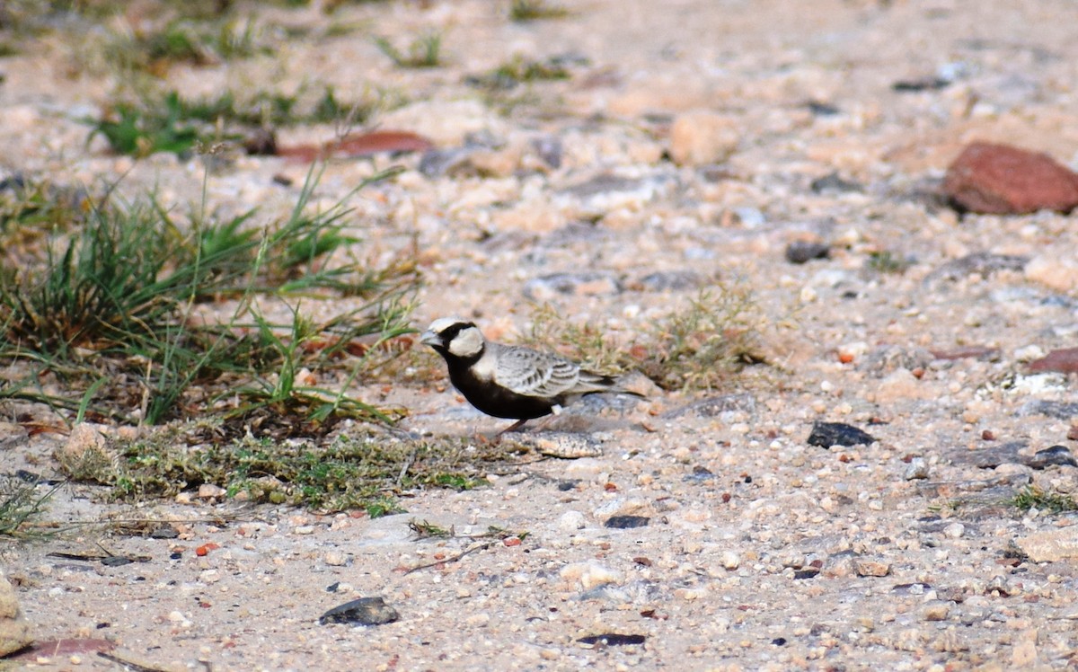 Terrera Coronigrís - ML623930808