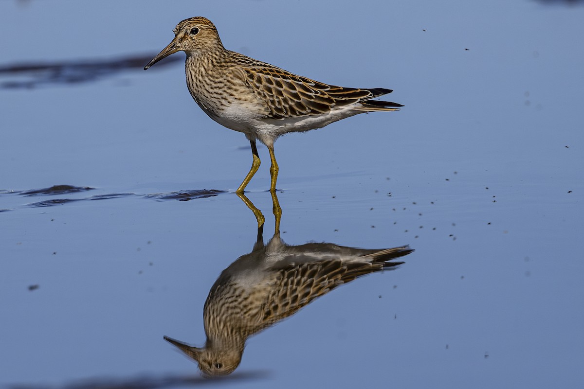 Pectoral Sandpiper - ML623930814