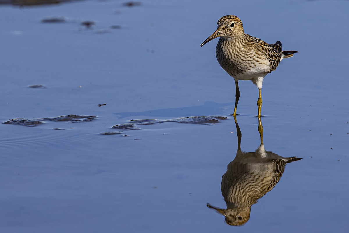 Pectoral Sandpiper - ML623930815