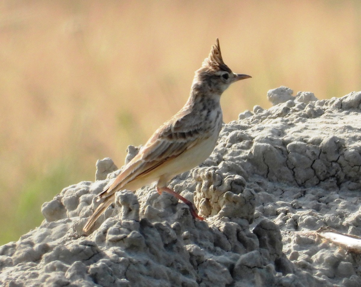 Crested Lark - Vivek Sharma