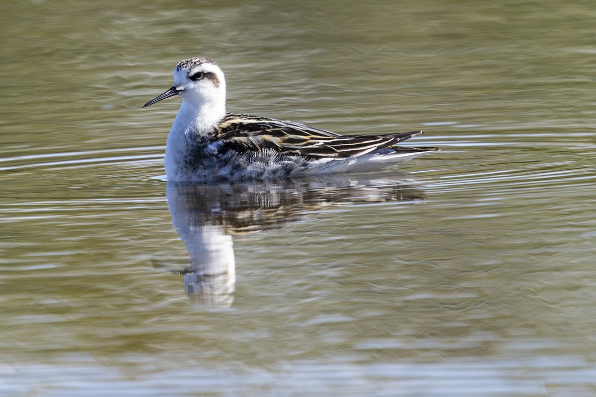 Red-necked Phalarope - ML623930835