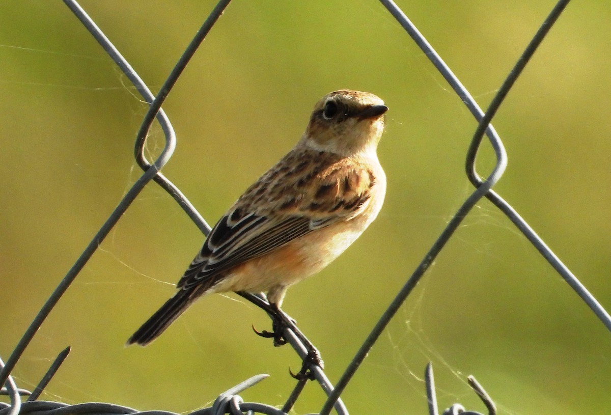 Tarabilla Siberiana - ML623930842